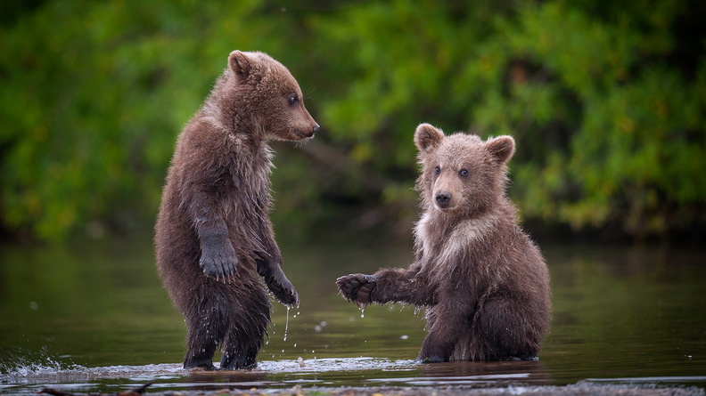 Bear cubs, Kamchatka, Russia